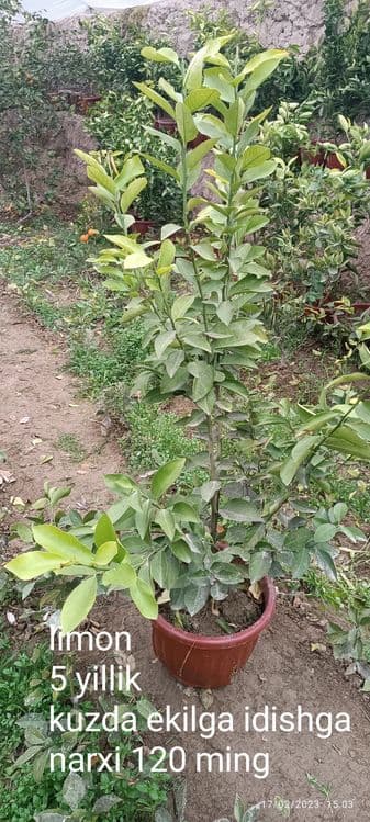 Gullagan limon koʻchatlari sotiladi — 3