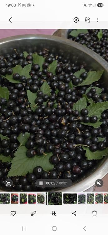 Смородина сотилади — 4
