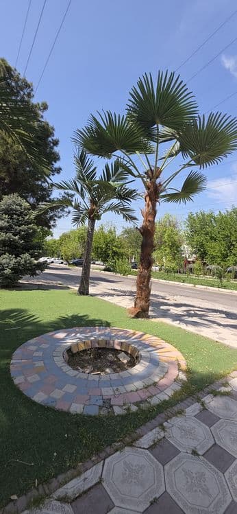 Suniy palmalar GREEN African Palma Parkdan — 4
