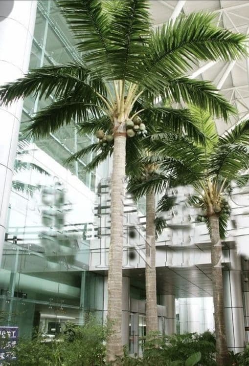 Suniy palmalar GREEN African Palma Parkdan — 6