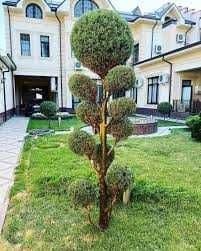 Dekorativ daraxtlarni parvarishlash xizmat — 3