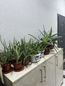 Aloe 100letnik lechebniy