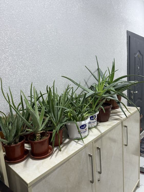 Aloe 100letnik lechebniy — 1