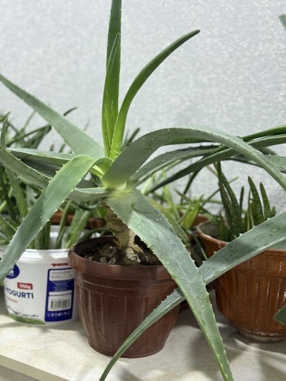 Aloe 100letnik lechebniy — 2