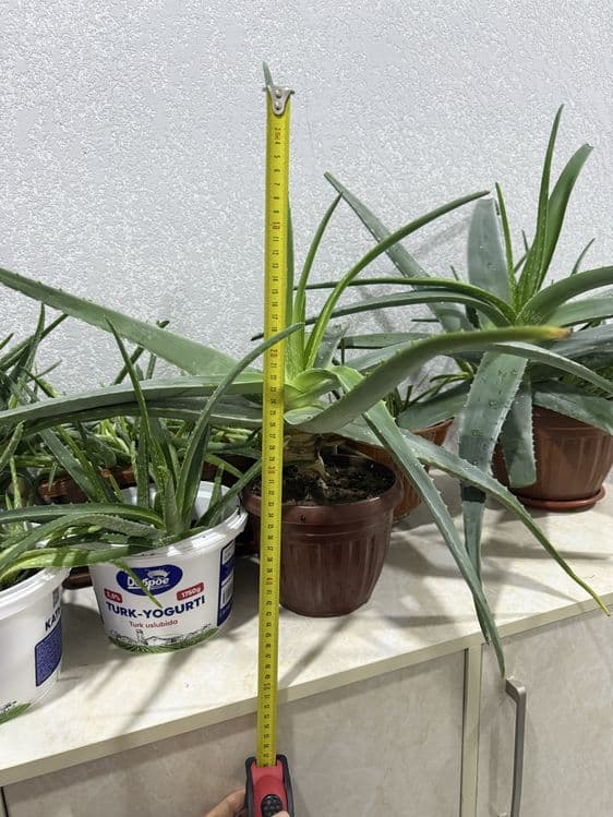 Aloe 100letnik lechebniy — 3