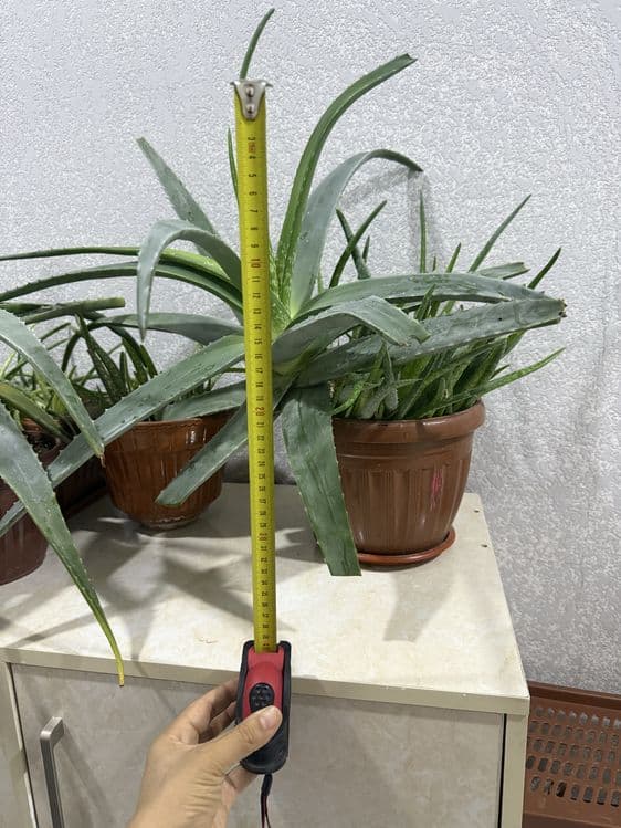Aloe 100letnik lechebniy — 4