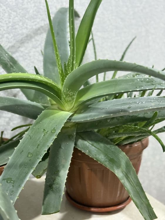 Aloe 100letnik lechebniy — 5