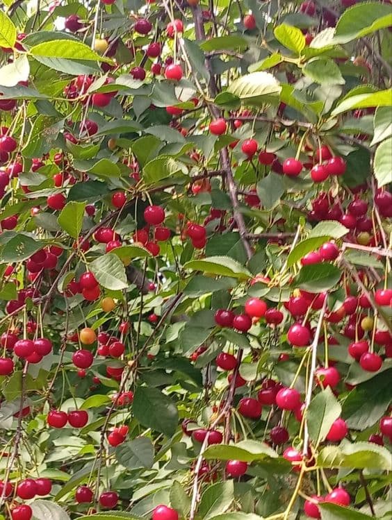 Продам дрова разные цена договорная — 5