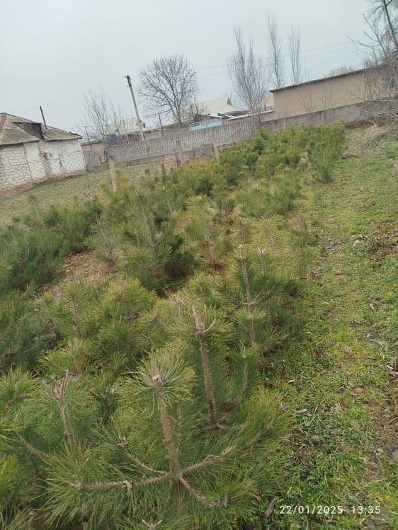 Qirim sasna koʻchatlari — 1