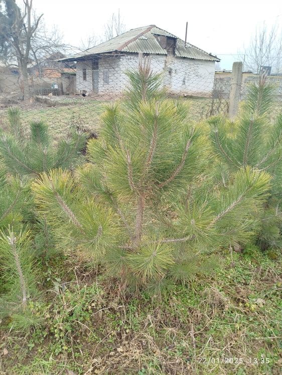 Qirim sasna koʻchatlari — 2