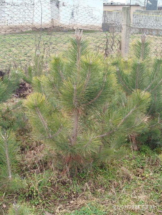 Qirim sasna koʻchatlari — 3