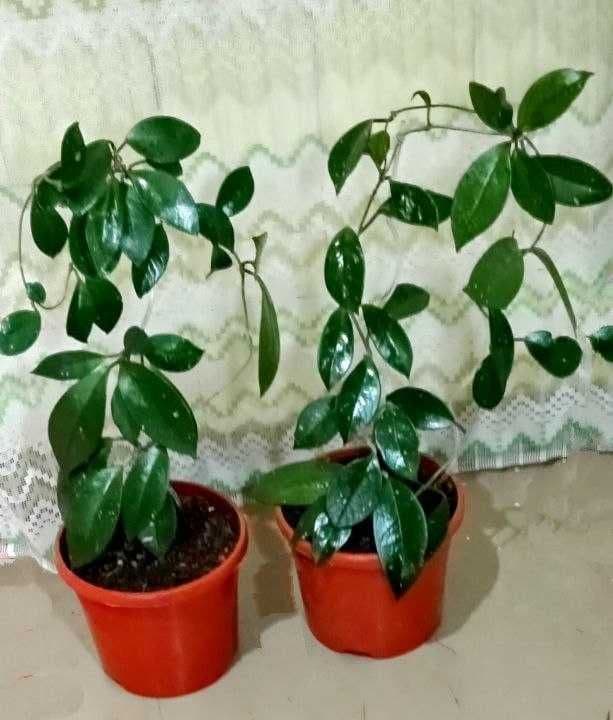 Продам. Продам  восковой плющ Хойя - красиво цветущее растение — 1