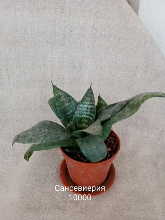 Комнатные растения — 1