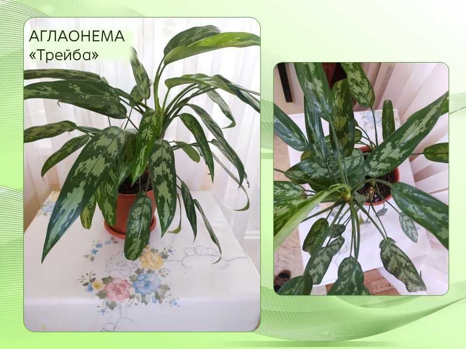 Аглаонема Сильвер Бей. Цветы комнатные декоративно лиственные — 5