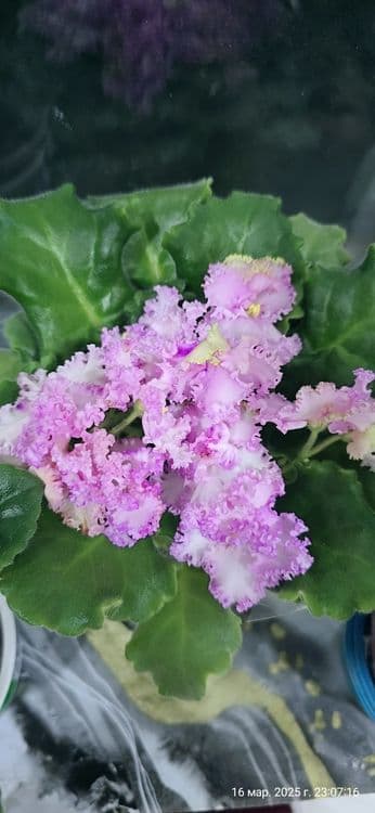 Продаются фиалки — 11