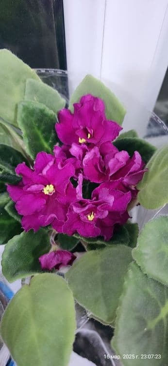 Продаются фиалки — 12