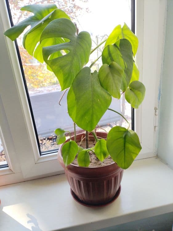 Продам комнатное растение монстеру — 1