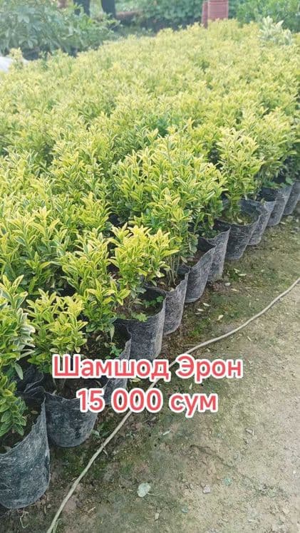 Гуллар. Хона ва уй гуллари, Кучатлар — 2