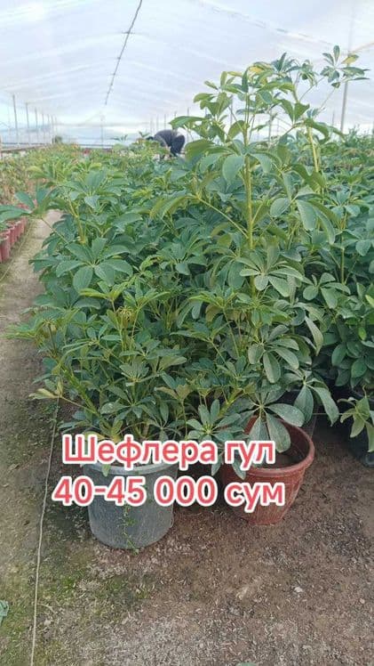 Гуллар. Хона ва уй гуллари, Кучатлар — 7