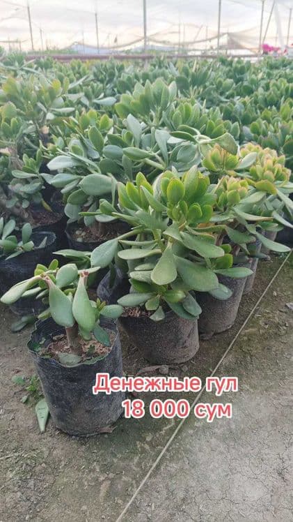 Гуллар. Хона ва уй гуллари, Кучатлар — 8