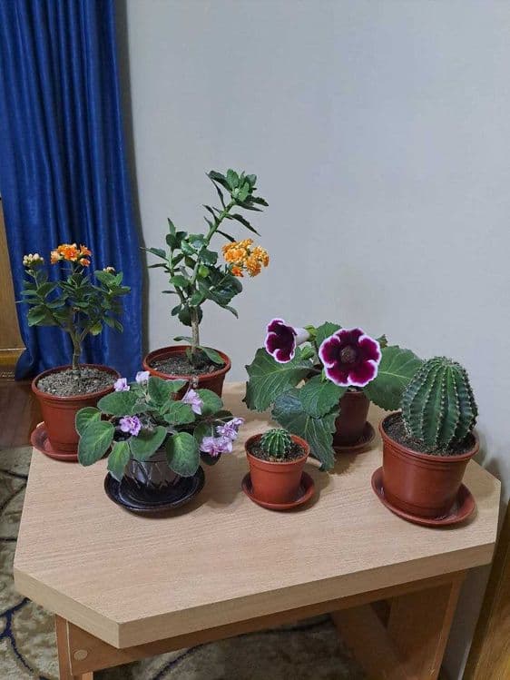 Домашний цветок Каланхоэ, и другие комнатные цветы — 9