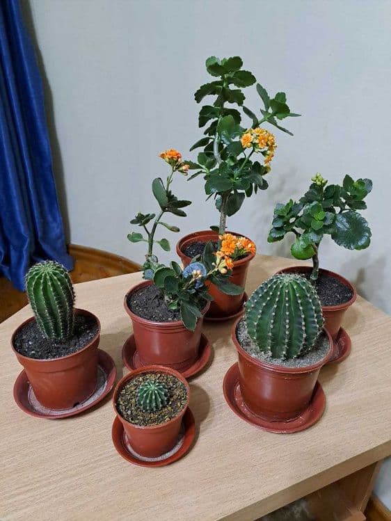 Домашний цветок Каланхоэ, и другие комнатные цветы — 12