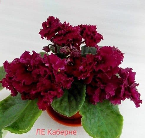 Распродажа фиалки и детки — 3