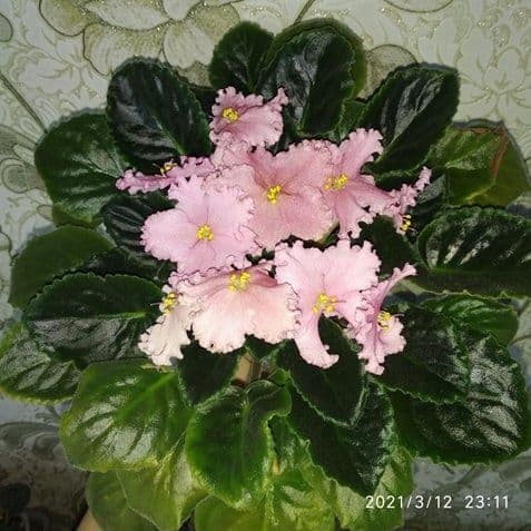 Распродажа фиалки и детки — 4
