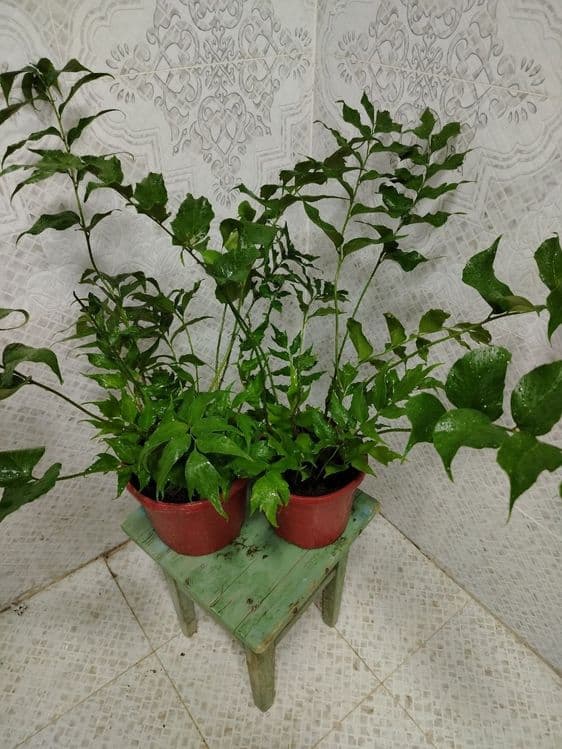 Продажа комнатных цветов, Ташкент, Gullar sotiladi, Gul — 3