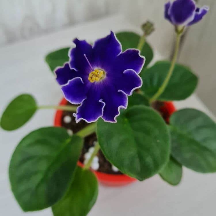 Продам сортовые фиалки — 2