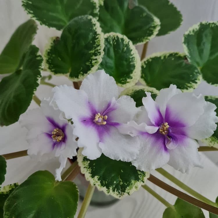 Продам сортовые фиалки — 7