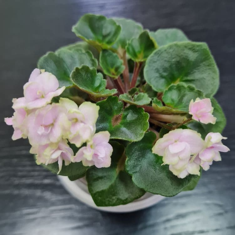 Продам сортовые фиалки — 8