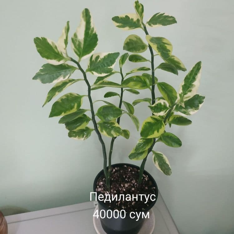 Продаются комнатные цветы — 2