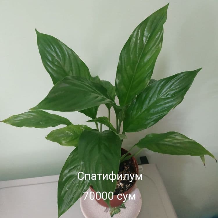 Продаются комнатные цветы — 3