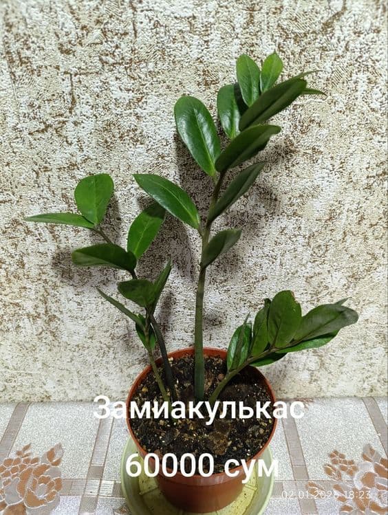 Продаются комнатные цветы — 5