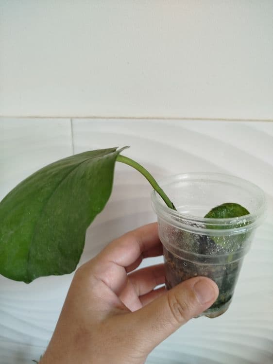 Stendapsus varigatniy detkasi — 2