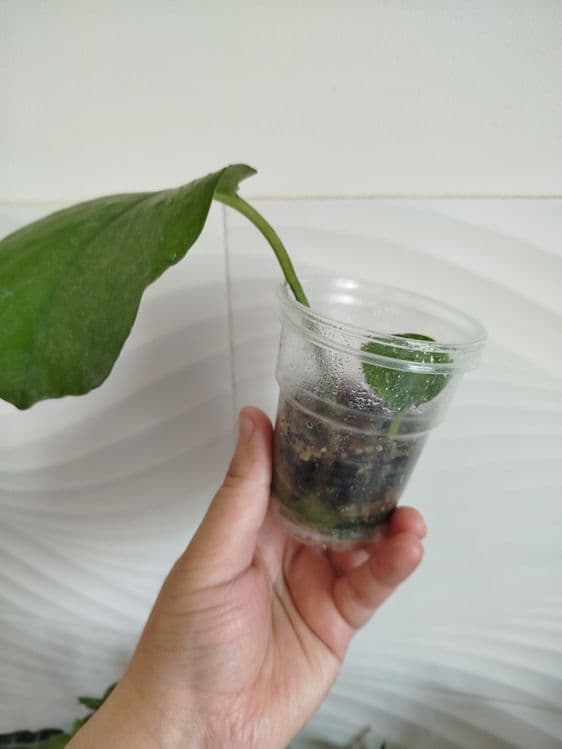 Stendapsus varigatniy detkasi — 3