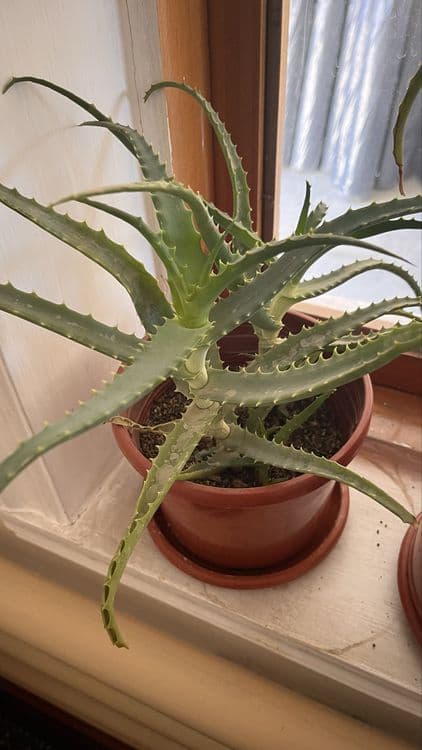 Aloe gul tuvakda — 1