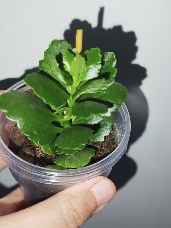 Kalanxoy detkasi — 3