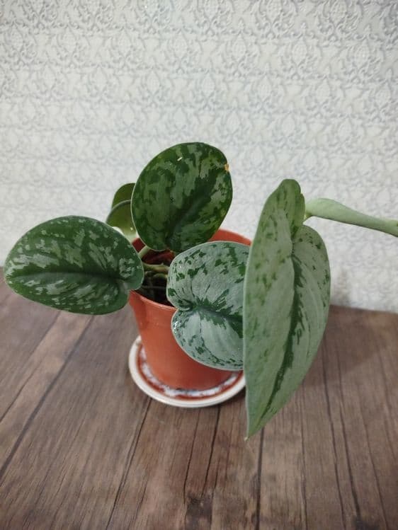 Комнатные растения — 8