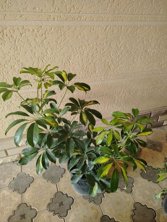 Хонаки гуллар, гул, Комнатные растения, цветы — 9