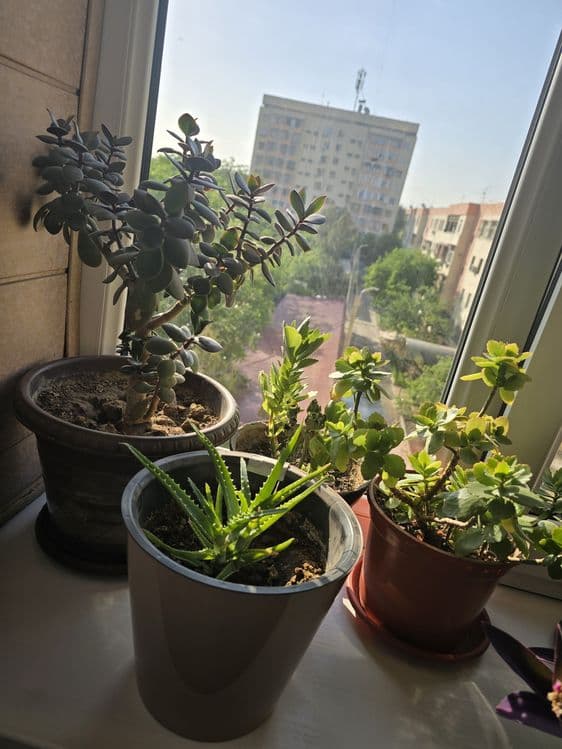 Продаются комнатные растения, цветы — 2