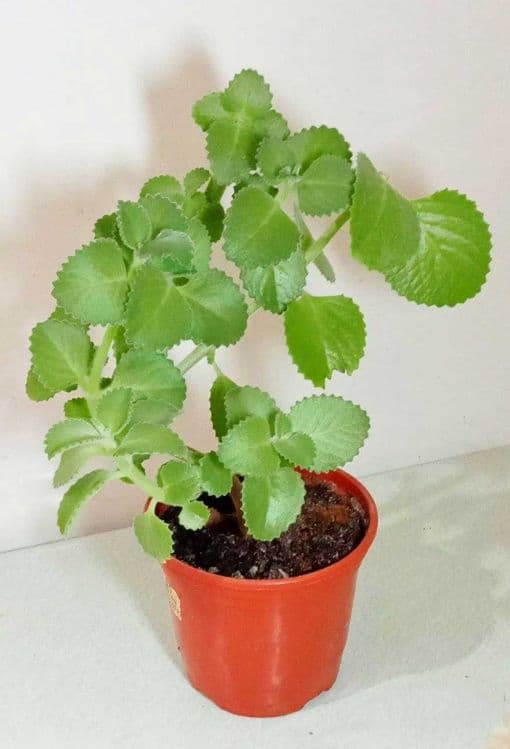Продам. Плектрантус или домашняя мята. — 1