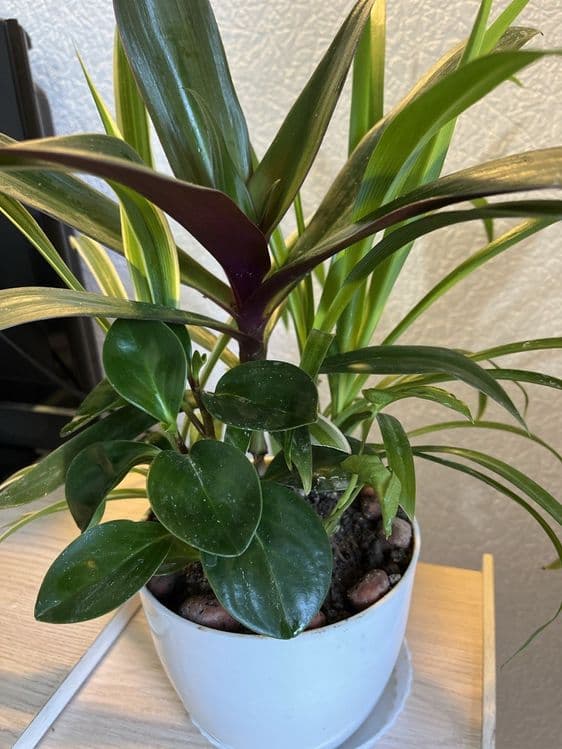 Комнатные растения для дома и офиса,декоры из винтажных ваз — 14