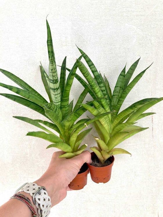 Сортовые сансевиерии Lady Touch (Леди Тач) и Francisii (Франциска) — 4