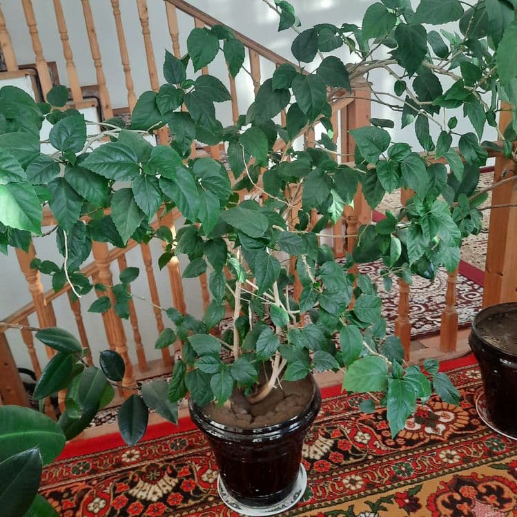 Kitayskiy roza qora shahzoda — 2
