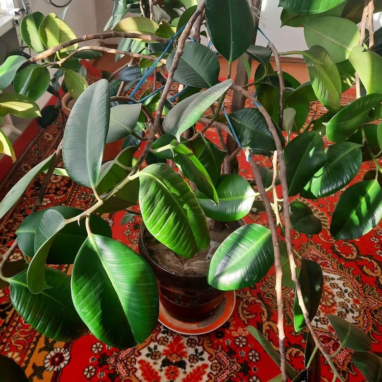Kitayskiy roza qora shahzoda — 4