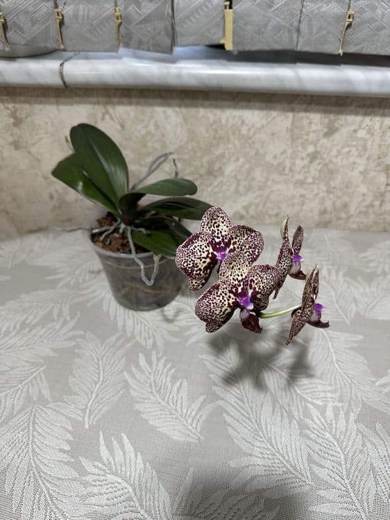 Продаются комнатные цветы — 3