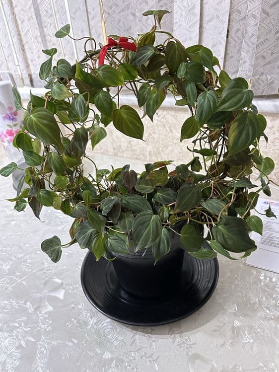 Продается Комнатное растение — 2