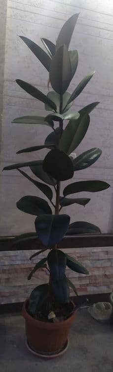 QORA SHAHZODA guli sotiladi boylari 195 sm 175 sm narxini kelishamiz — 1